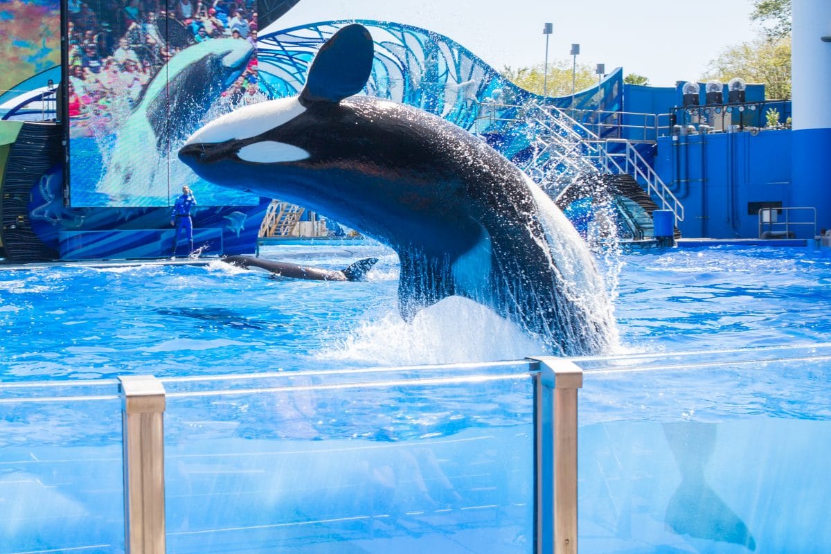 Expedia streicht Aktivitäten mit Walen und Delfinen in Gefangenschaft aus Angebot