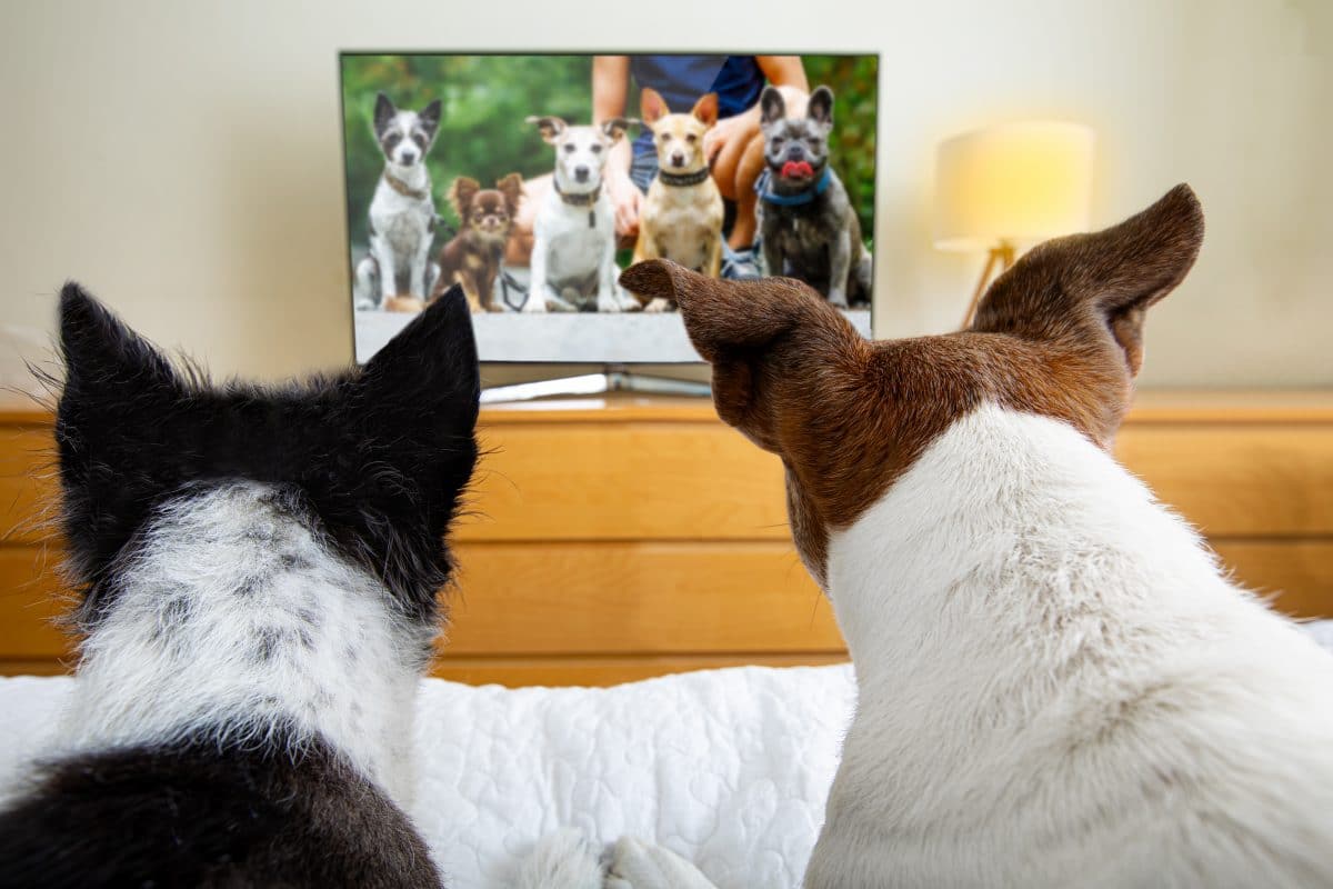 DogTV: TV-Sender für Hunde startet in Großbritannien