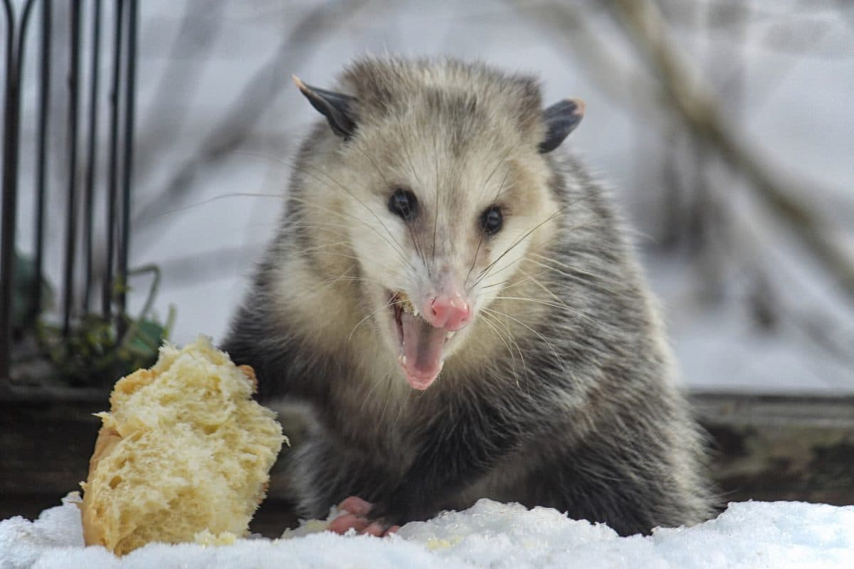 In Neuseeland hat ein aggressives Possum eine Frau als „Geisel“ gehalten