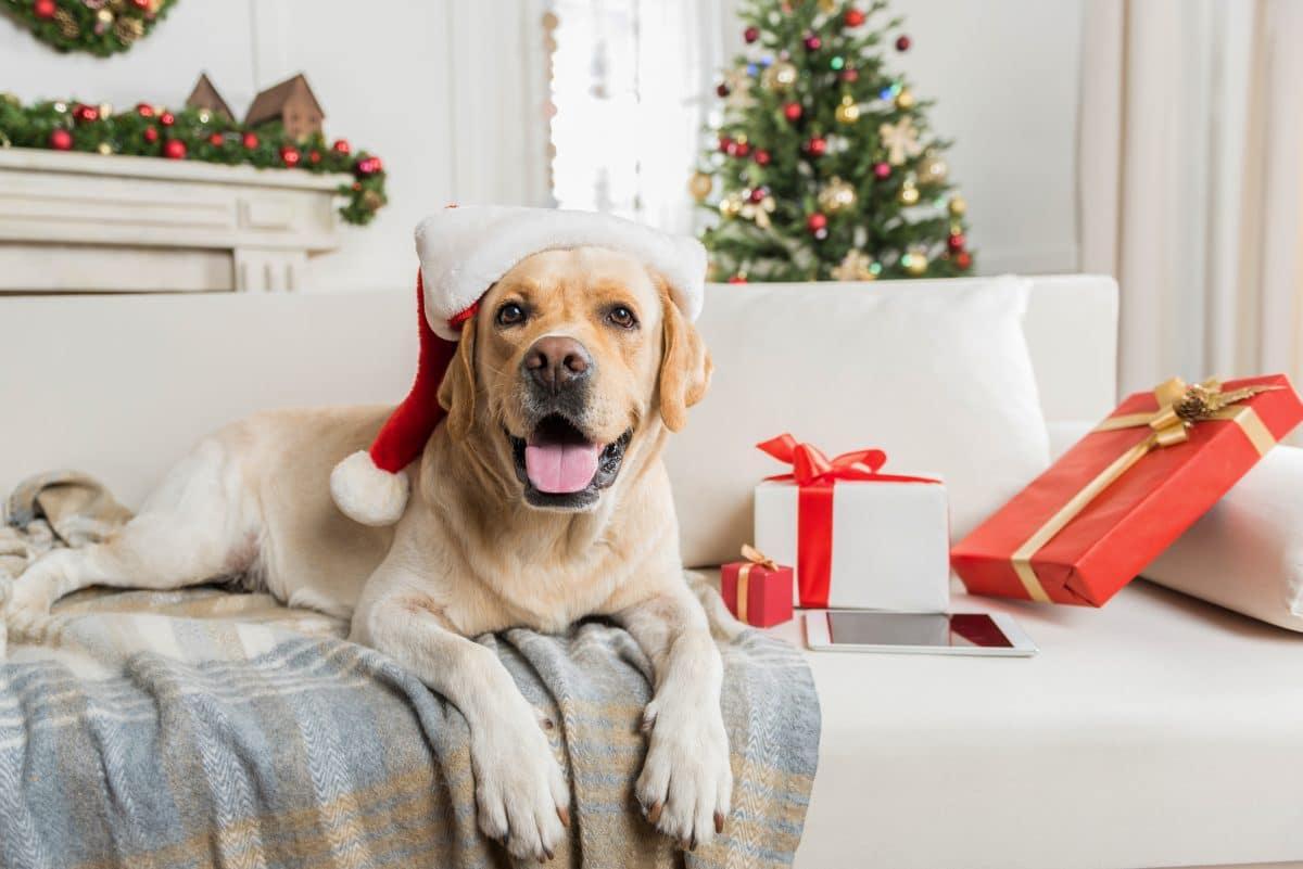 Über diese Weihnachtsgeschenke freuen sich Hundebesitzer ganz besonders