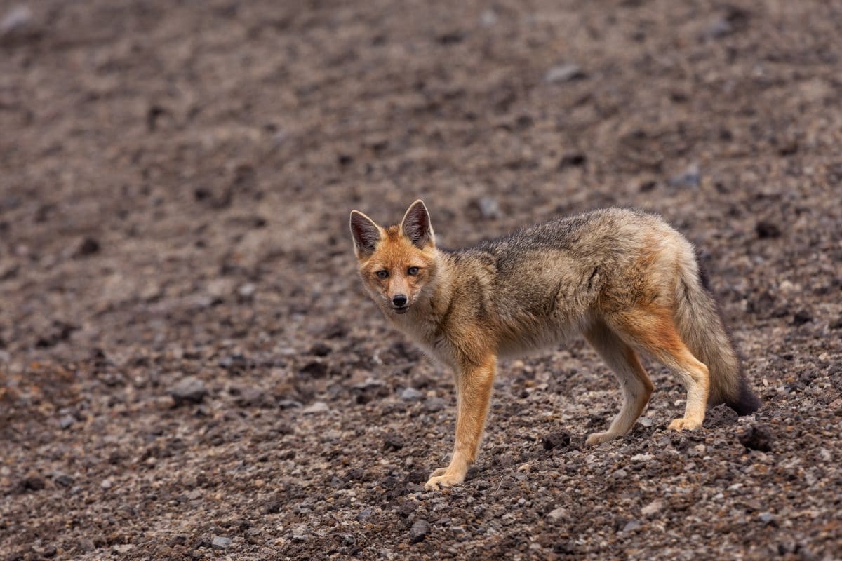 Familie kauft Welpen, der sich als Fuchs entpuppt