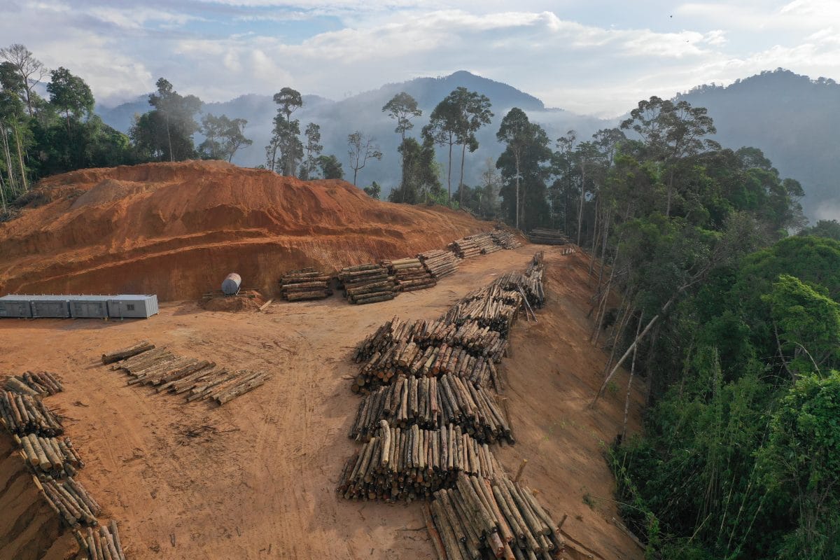 Klimagipfel: Mehr als 100 Staaten wollen die Zerstörung der Wälder bis 2030 beenden