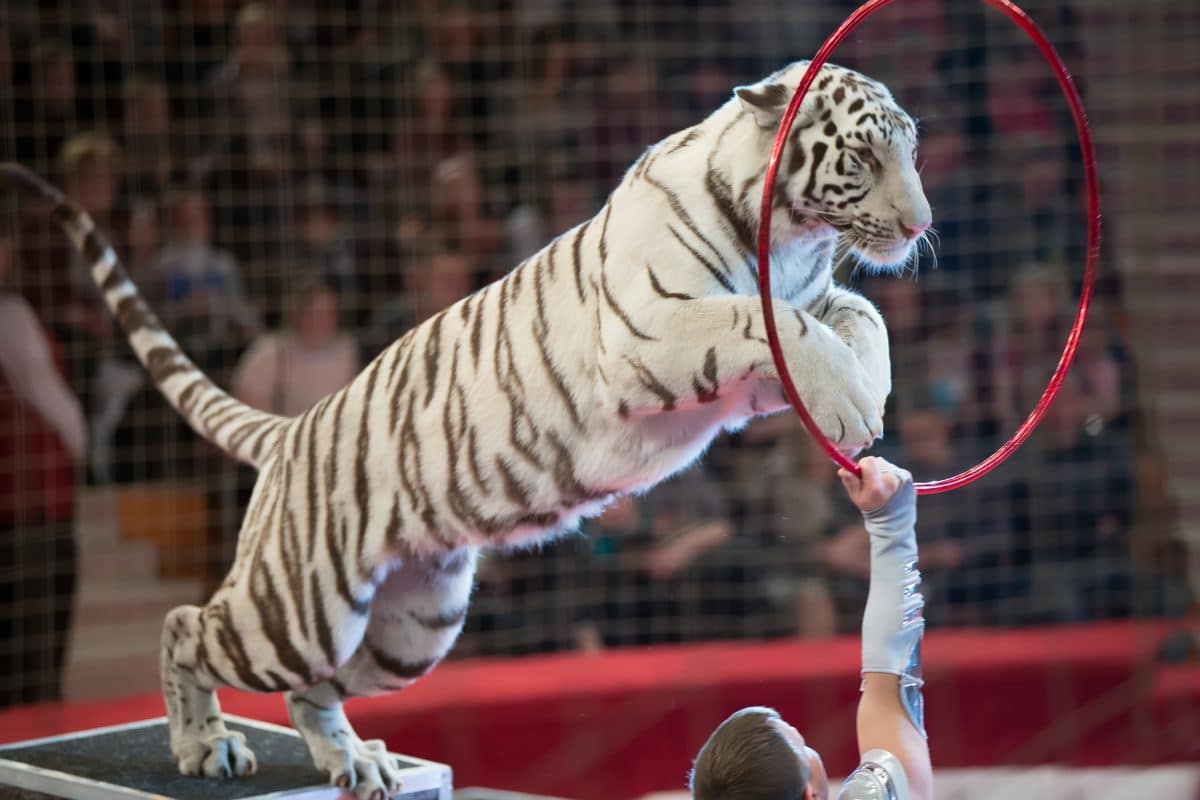 Frankreich verbietet Wildtiere im Zirkus