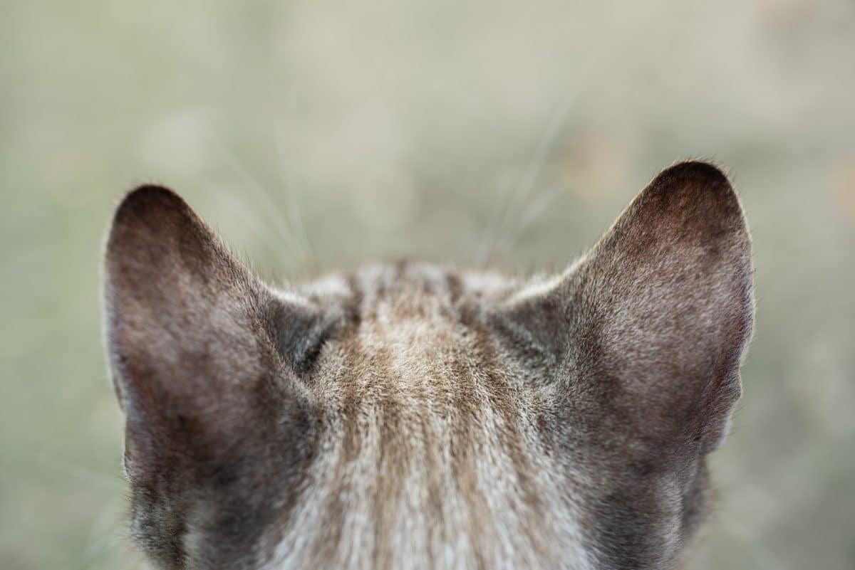 Katze mit vier Ohren wird zum Instagram-Star