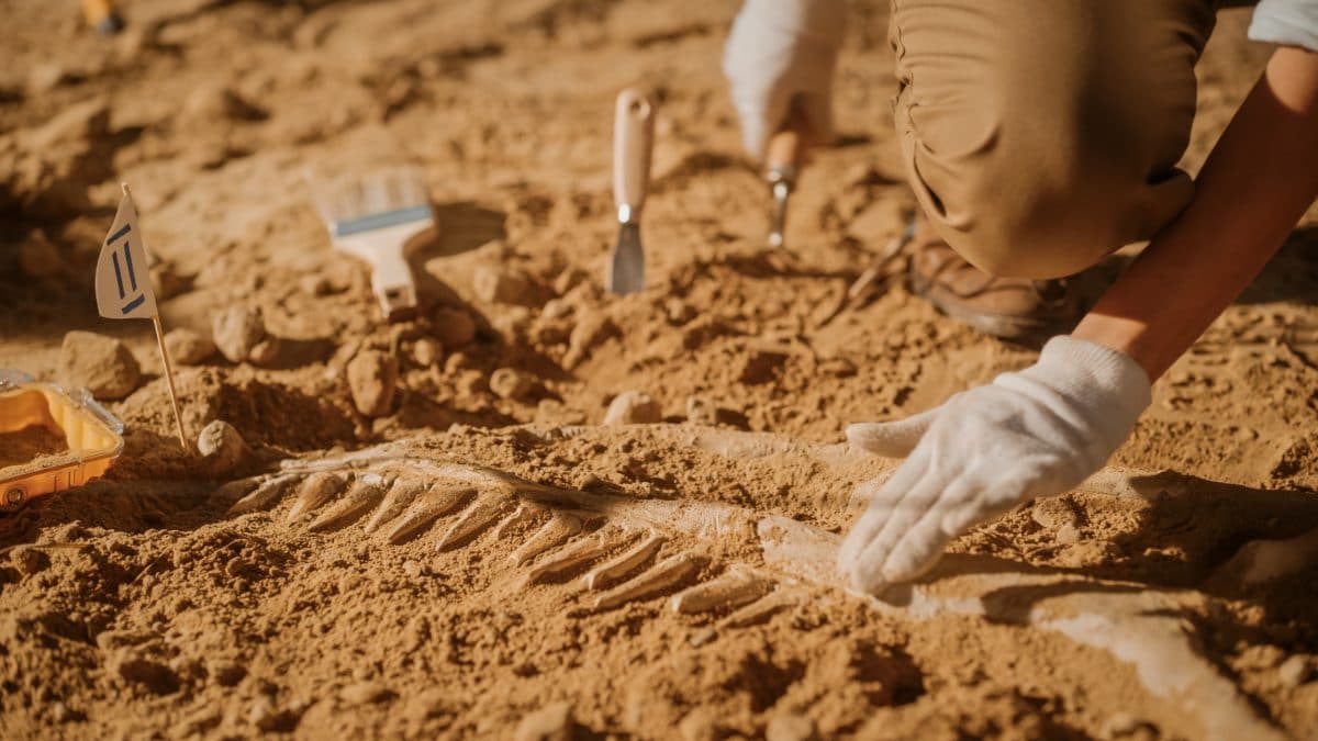 Forscher in Brasilien entdecken neue Dinosaurierart – mit Schnabel