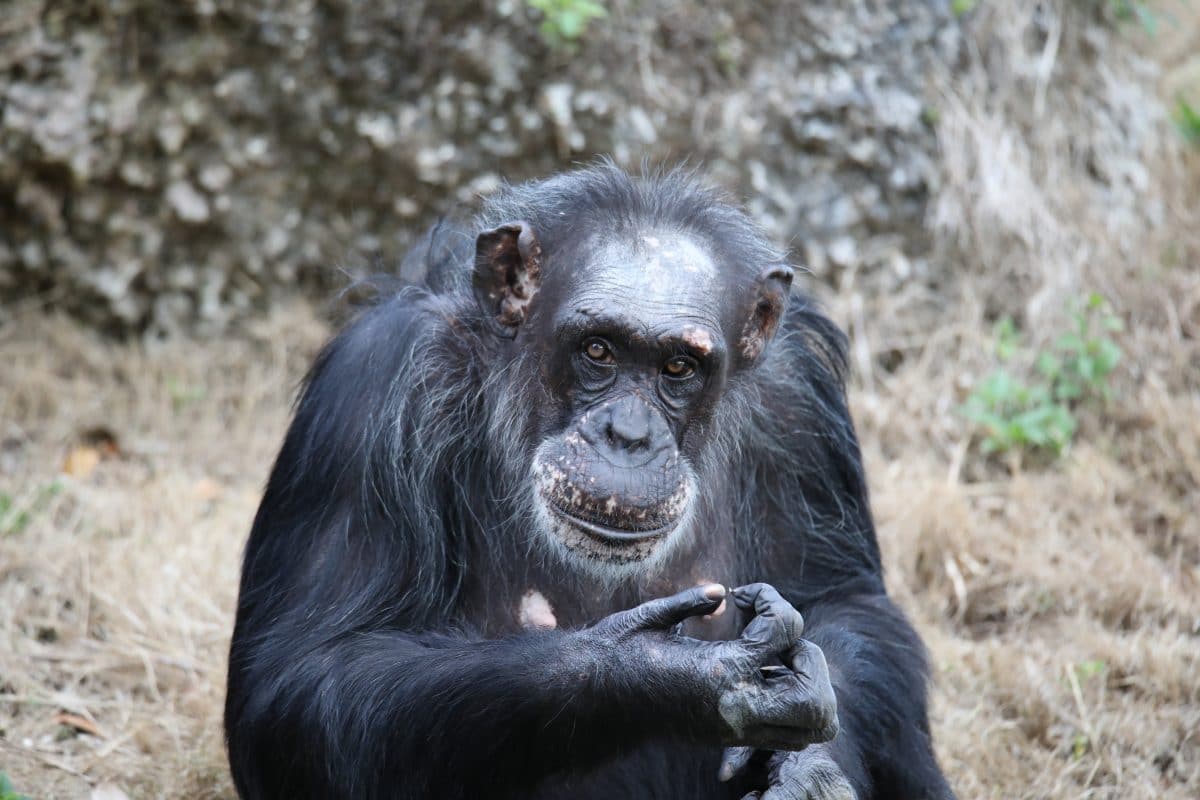 In Kanada bekommen jetzt auch Zoo-Tiere eine Covid-Impfung