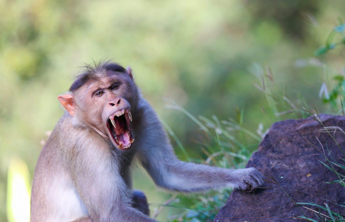 Tierische Racheaktion: In Indien töten Affen mehr als 250 Hunde