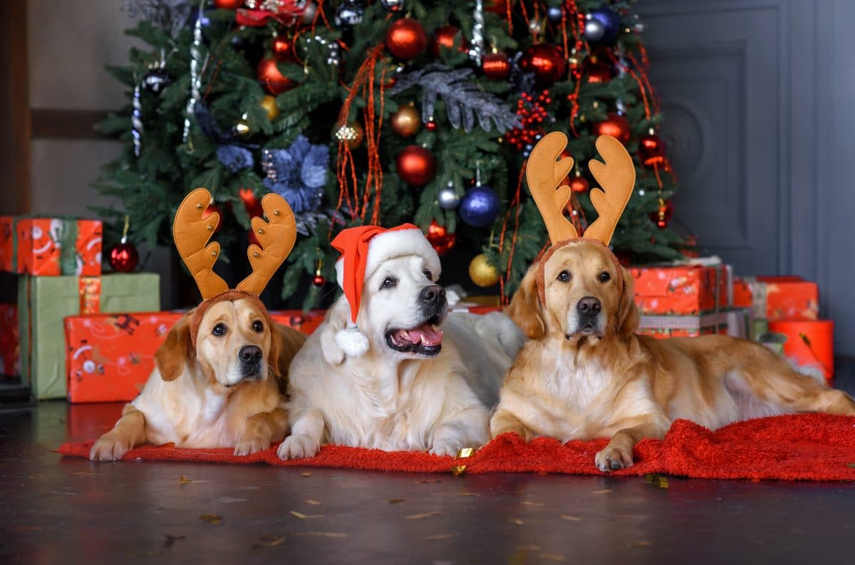 Laut britischer Umfrage: Diese Weihnachtssongs hören Hunde am liebsten