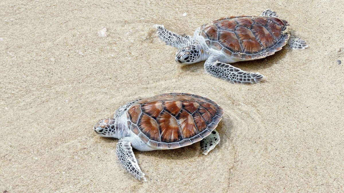Thailand: Meeresschildkröten kehren zurück an den Strand