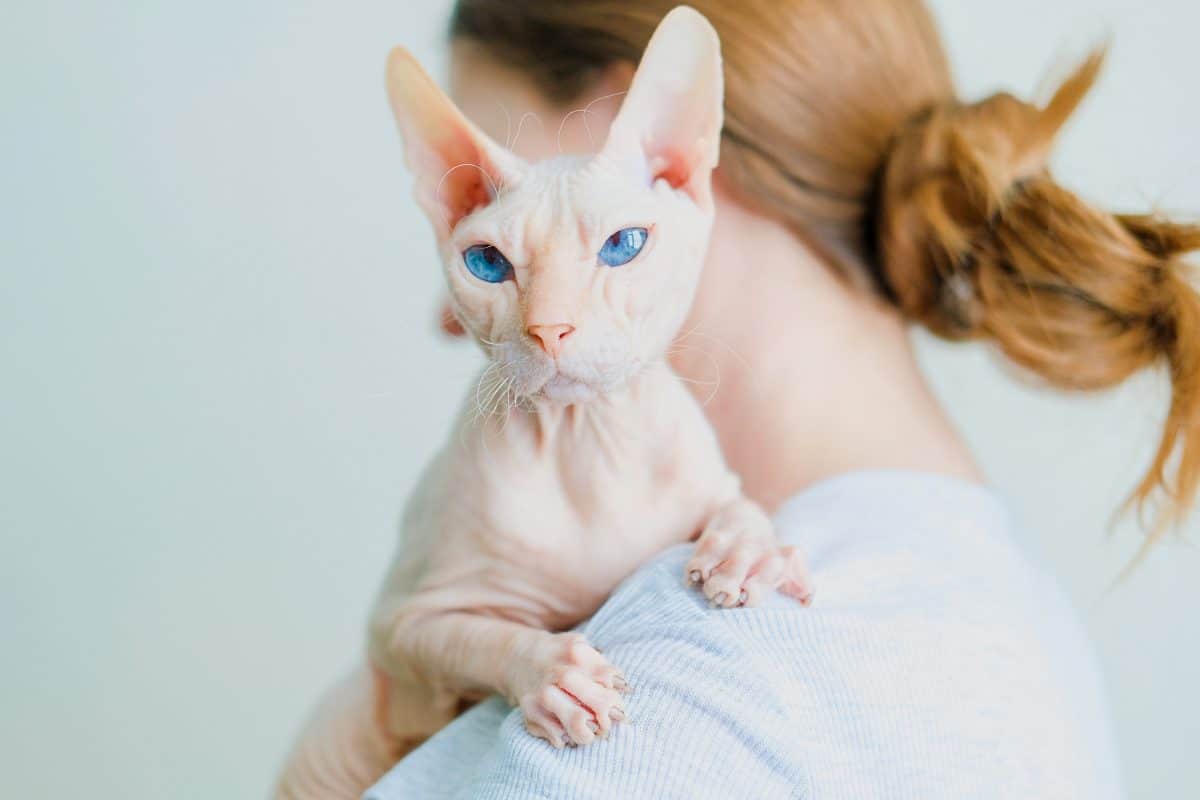 Pilot schickt Hilferuf, weil Frau Nackt-Katze im Flugzeug stillt