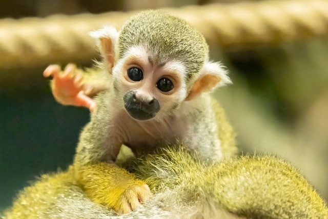 Süßer Nachwuchs: Totenkopfaffen im Tiergarten Schönbrunn geboren