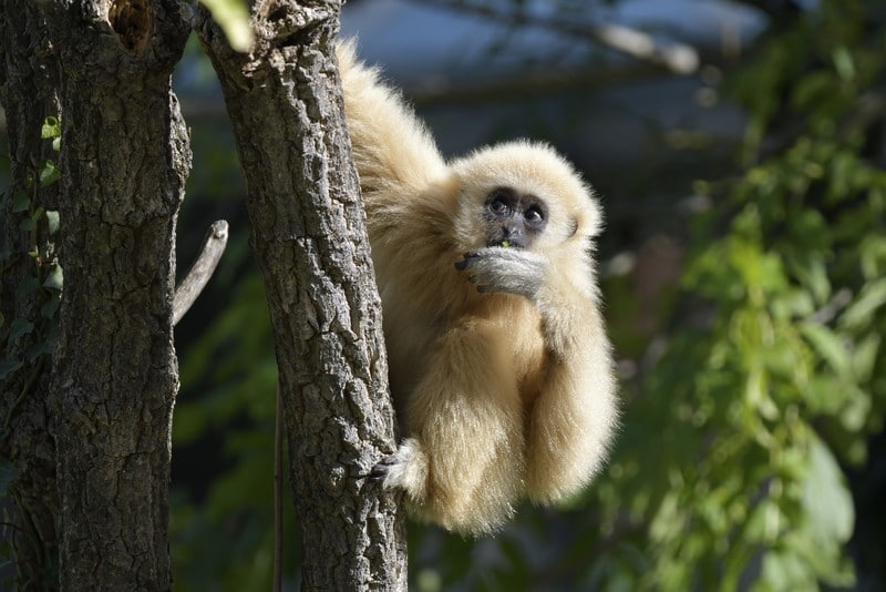 Gibbon-Junges im Tiergarten Schönbrunn ertrunken