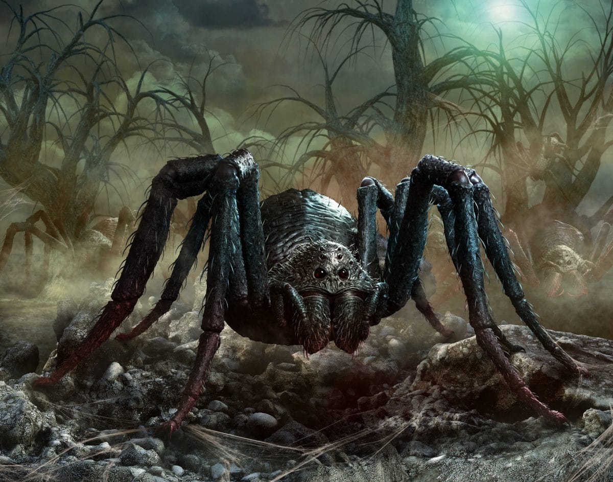 Charlotte: die größte Spinne der Welt lebt in Australien
