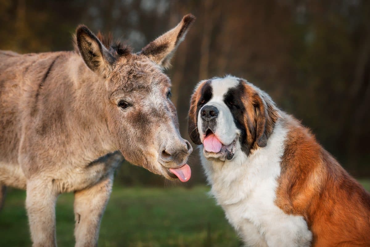 Dieser Esel denkt, er sei ein Hund