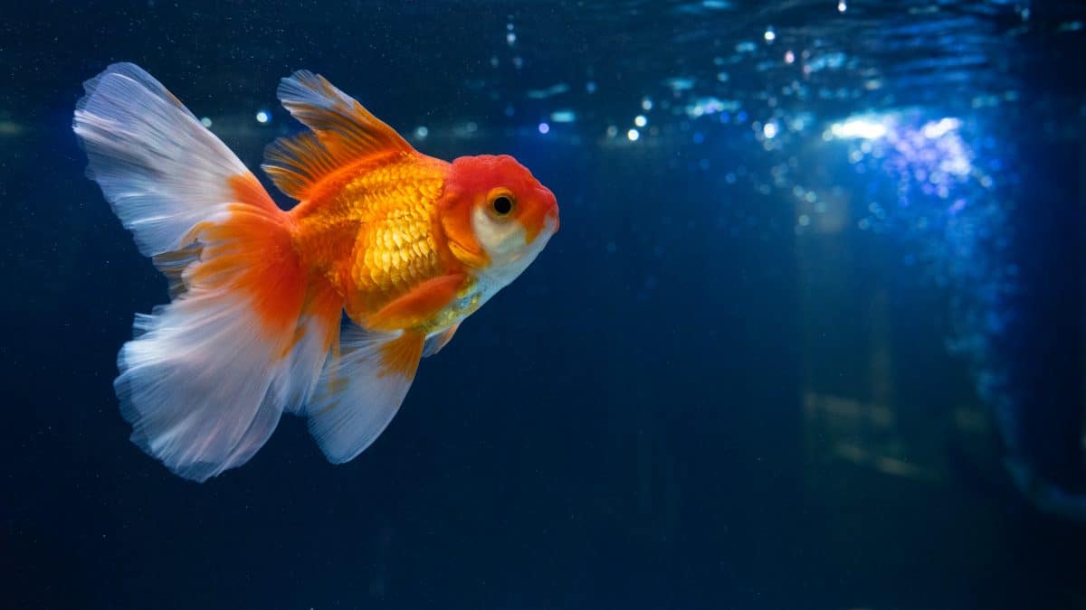 Dieser Goldfisch kann sein Aquarium auf Rädern selbst steuern