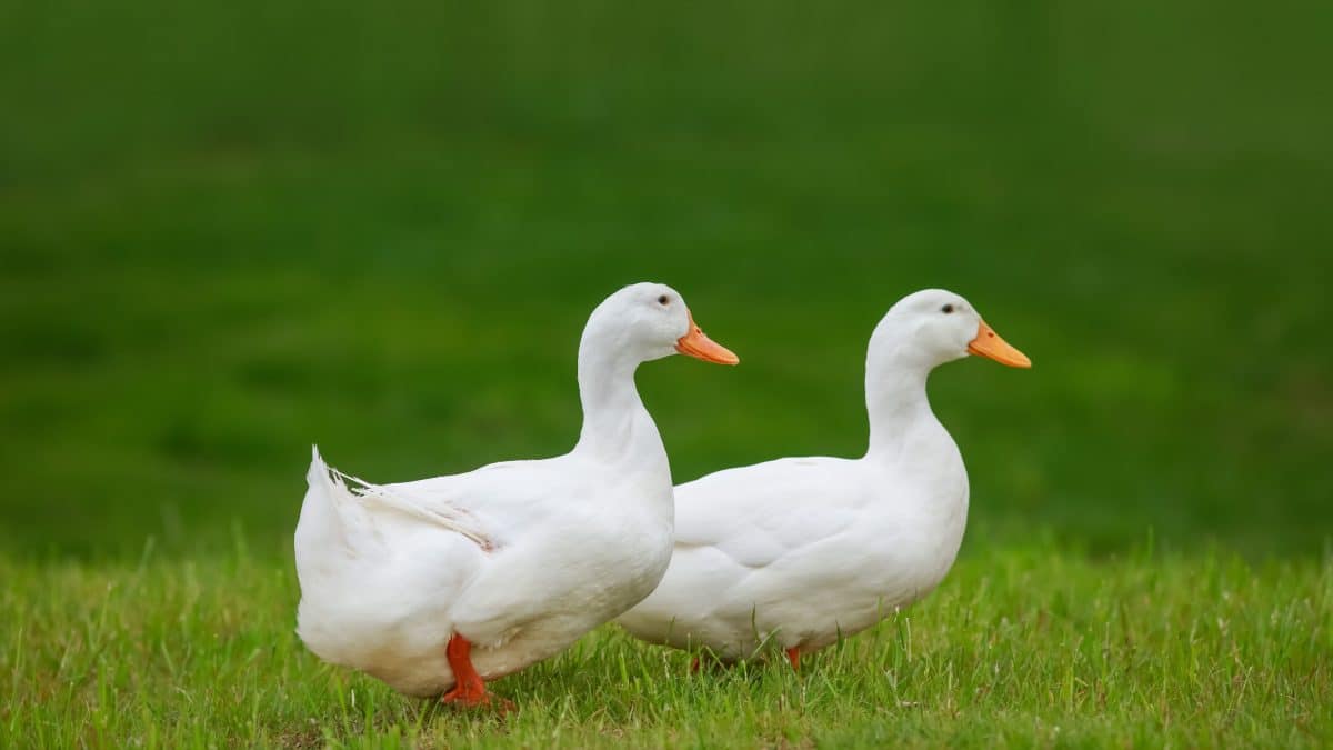 Duckwalk: In Australien gibt es eine Enten-Modenschau