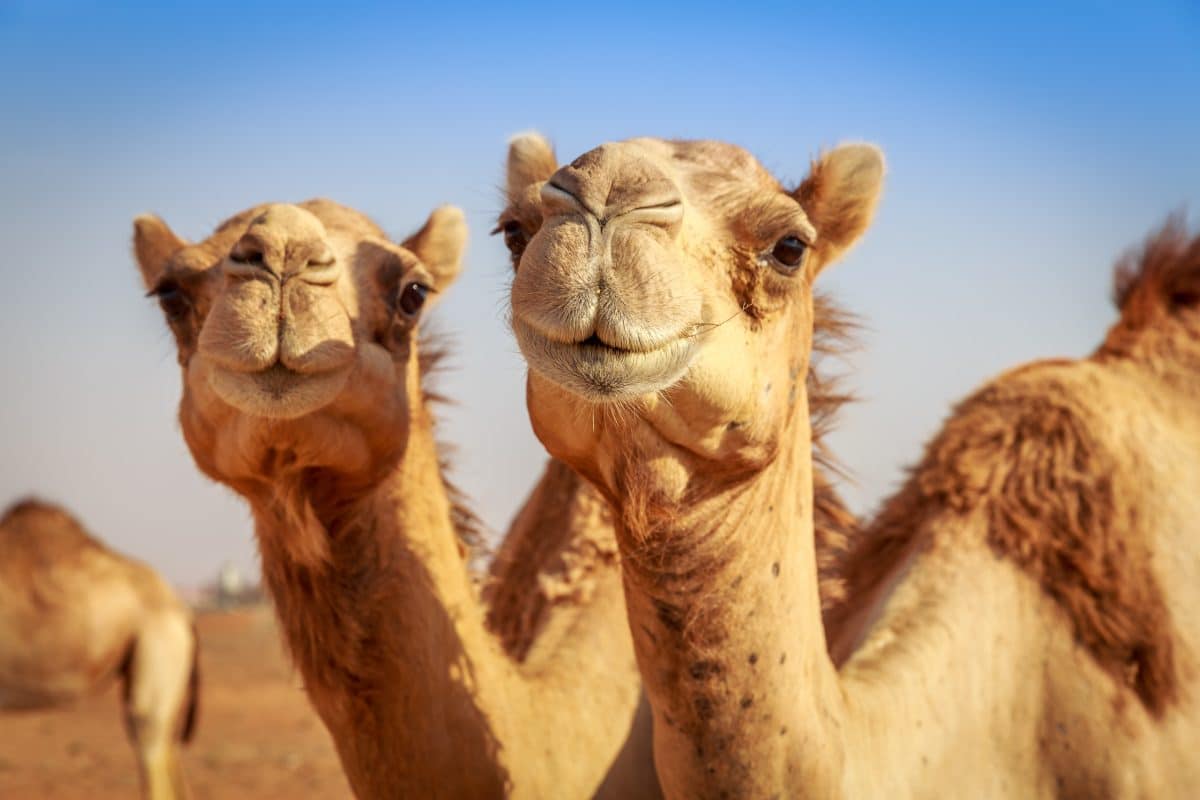 Frauen dürfen in Saudi-Arabien erstmals Kamele bei Schönheitswettbewerb zeigen