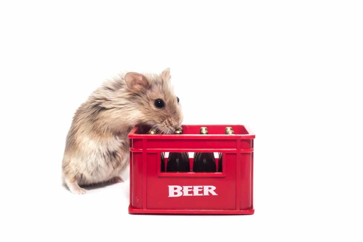 Promille-Meister: Hamster können uns unter den Tisch trinken
