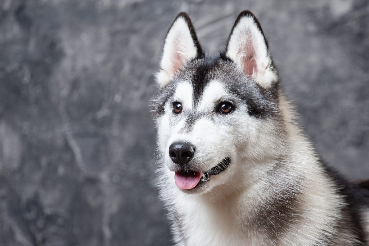 Schlittenhund rettet Mann vor dem Erfrieren und hält ihn 13 Stunden warm