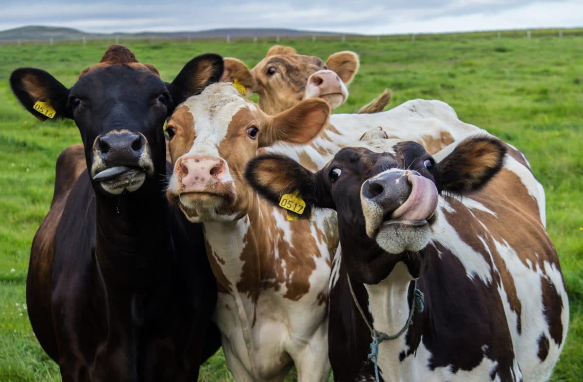 Türkei: Bauer setzt seinen Kühen VR-Brillen auf, damit sie mehr Milch produzieren