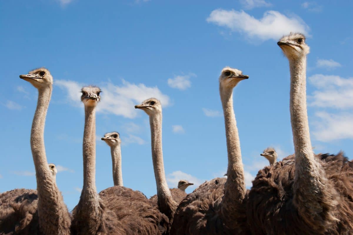 China: 80 Vogelstrauße fliehen aus Farm und machen die Stadt unsicher