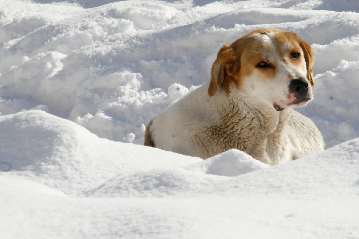 Vermisstes Mädchen überlebt Nacht im Schneesturm – dank streunendem Hund