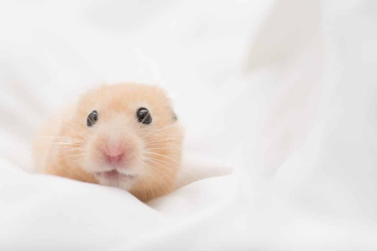 Hongkong lässt 2000 Hamster töten – zum Schutz vor Corona