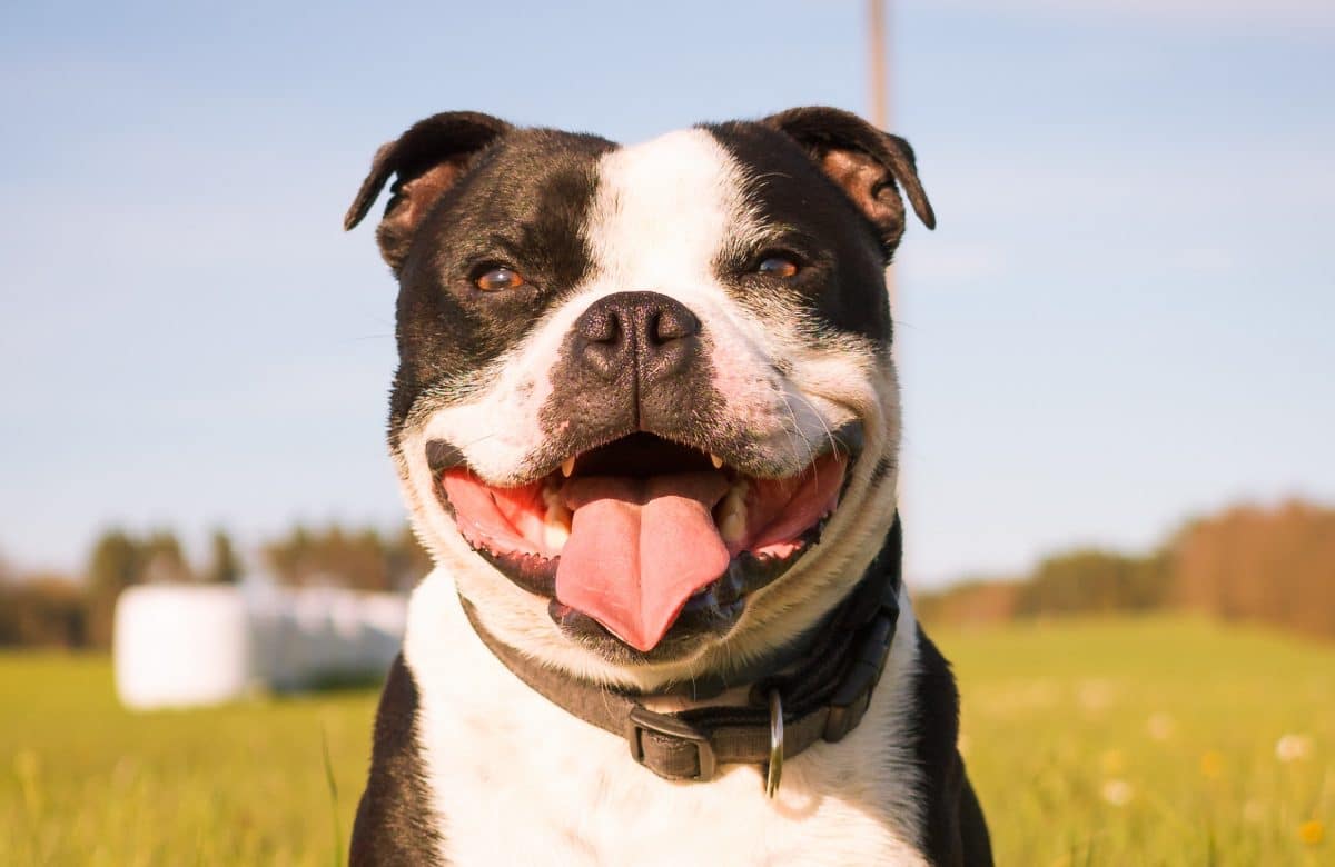 Gehörloser Hund lernt Gebärdensprache, um eine neue Familie zu finden