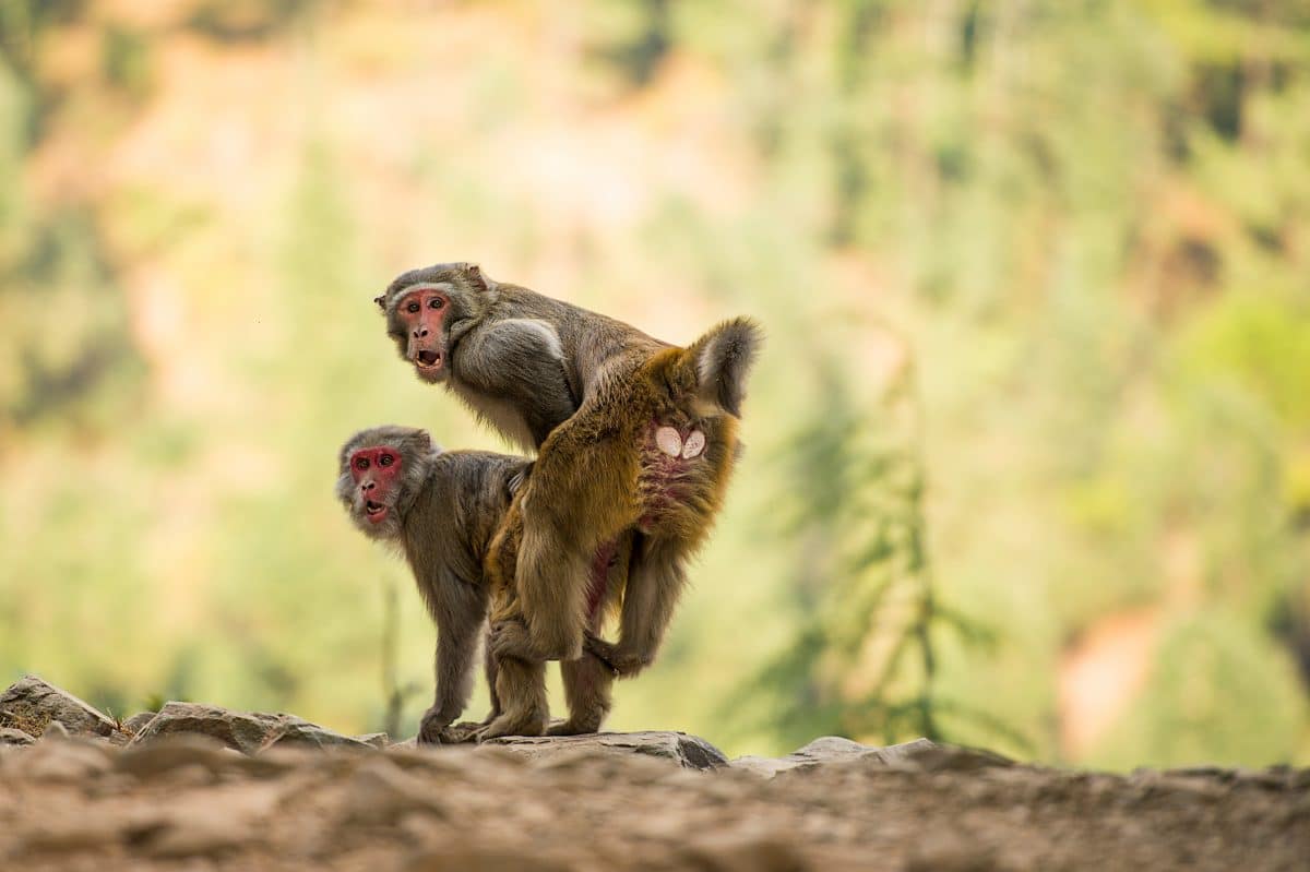 Sex-Flaute in britischem Affen-Zoo: Jetzt soll Marvin Gaye die Tiere antörnen