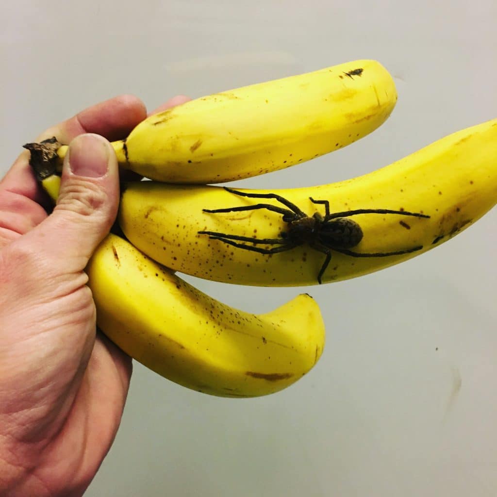 Supermarkt: Giftige Spinne in Bananenkiste entdeckt