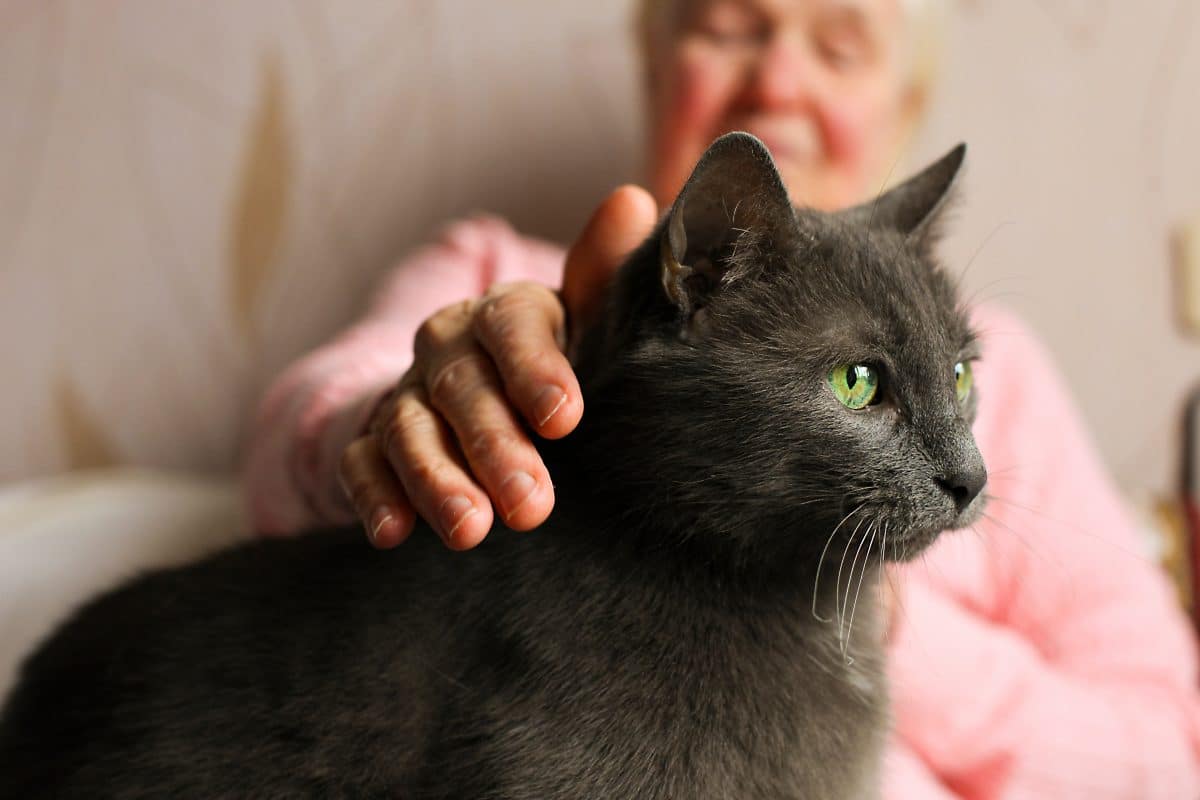 Unzertrennlich bis zum Tod: 93-Jährige stirbt mit ihrer Katze