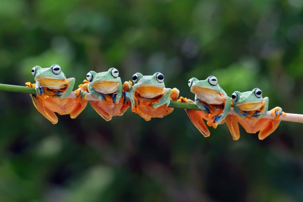 Wissenschaftler lassen Frosch amputiertes Bein nachwachsen