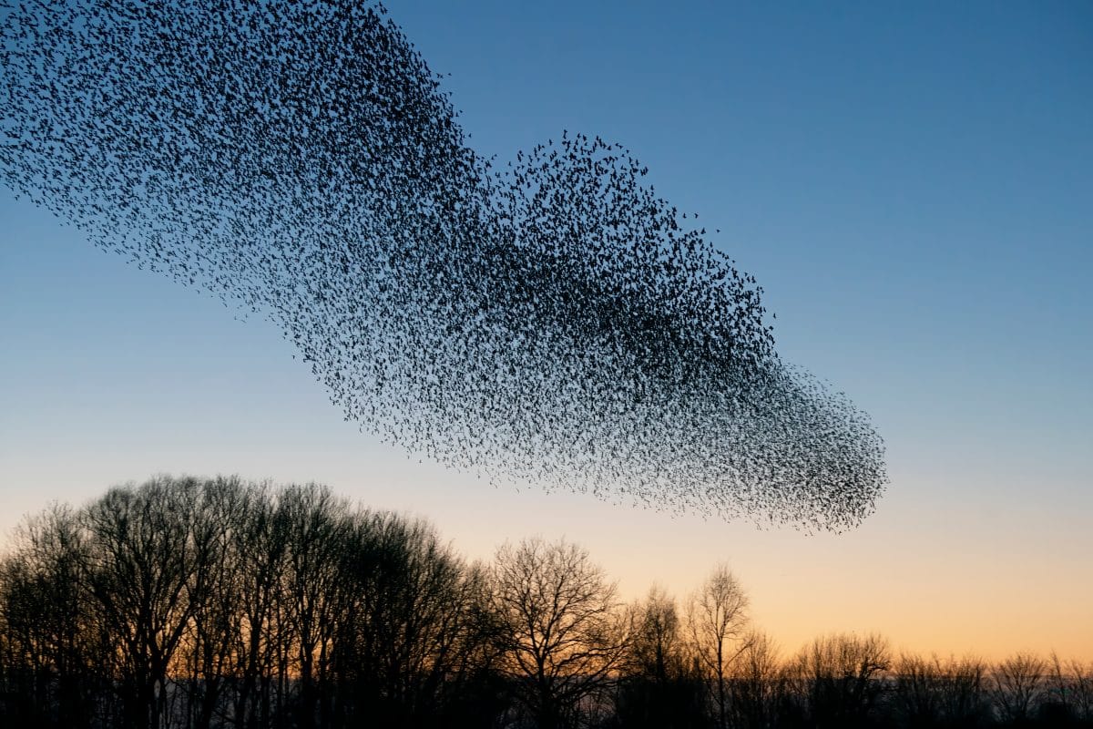 Virales Video: Hunderte Vögel fallen in Mexiko plötzlich vom Himmel