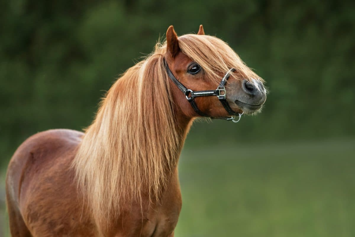 15-jähriges Mädchen spaziert mit Pony durch Supermarkt und löst Polizeieinsatz aus