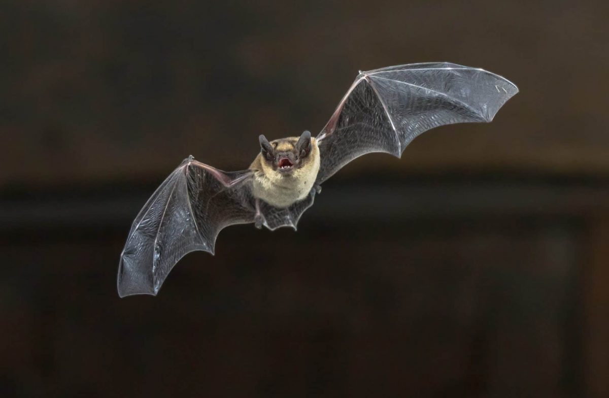 Kinobesucher schmuggelt echte Fledermaus zu „Batman“-Vorführung