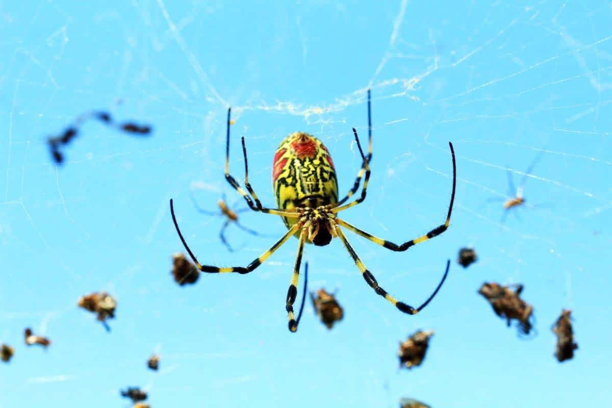 Diese Spinne kann über 100 Kilometer weit fliegen und breitet sich gerade in den USA aus