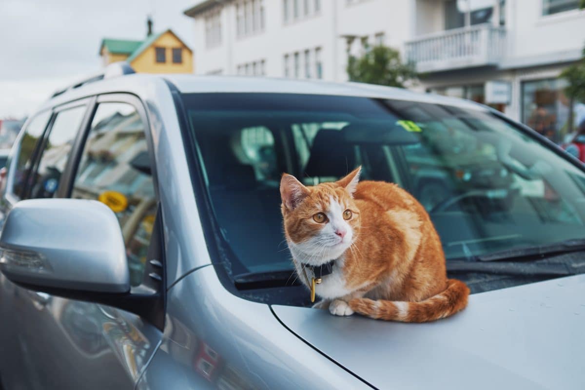 Feuerwehr baut ganzes Auto auseinander, weil eine Katze darin feststeckt