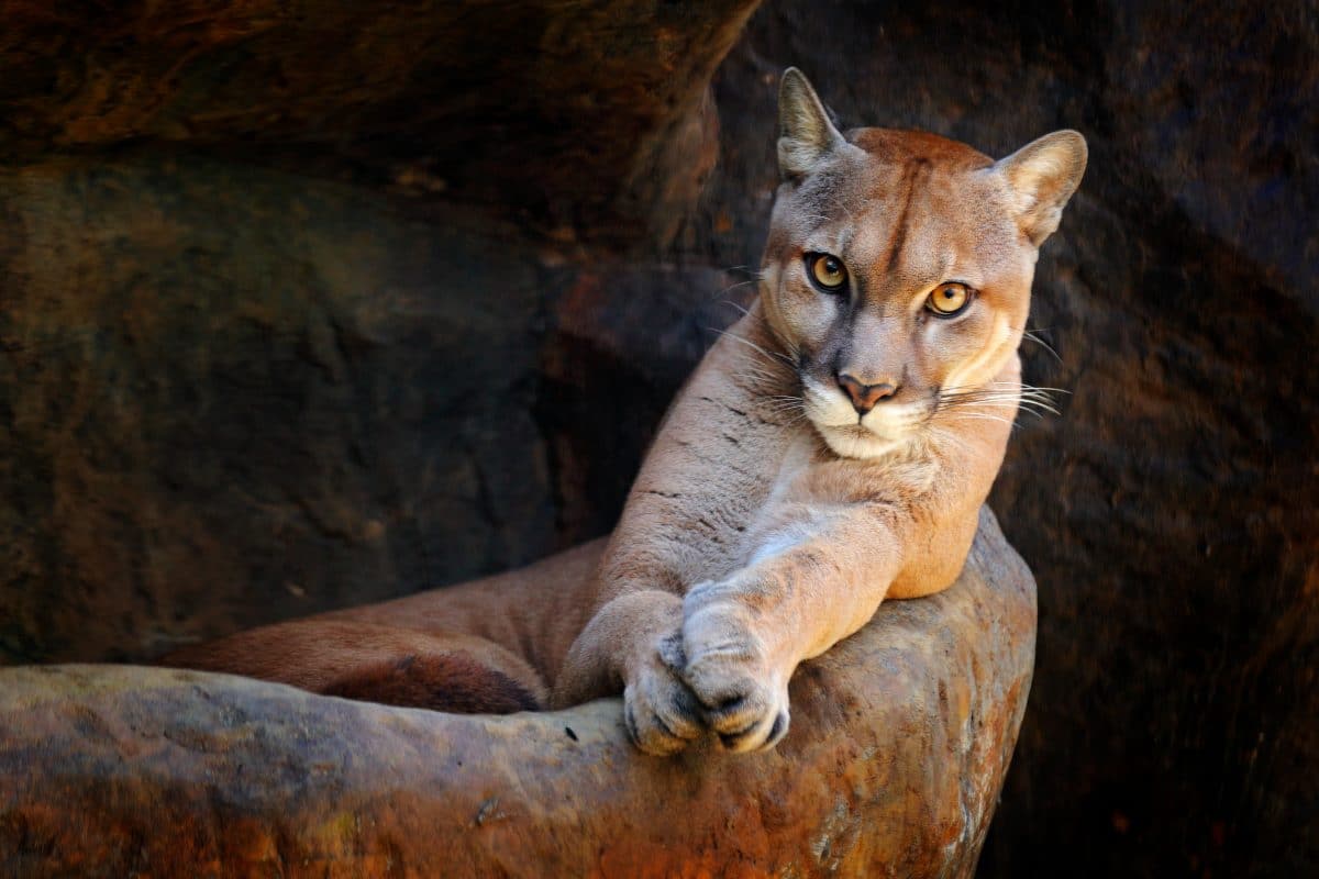 Polizei entdeckt lebenden Puma im Auto