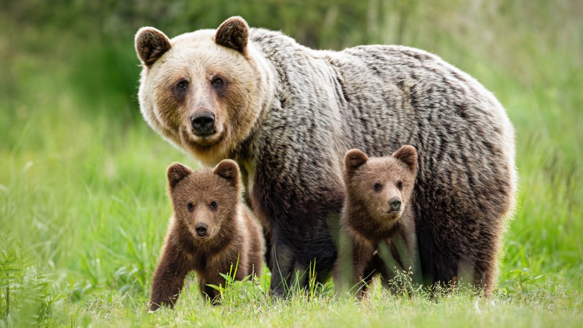 Laute Schnarchgeräusche: Hausbewohner entdecken Bärenfamilie unter ihrem Haus