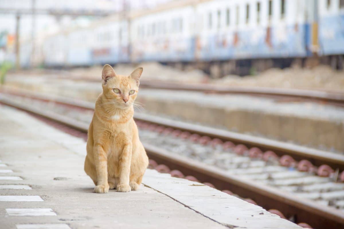 Tierquälerei: Mann wollte seine Katze im WC eines Zuges ertränken