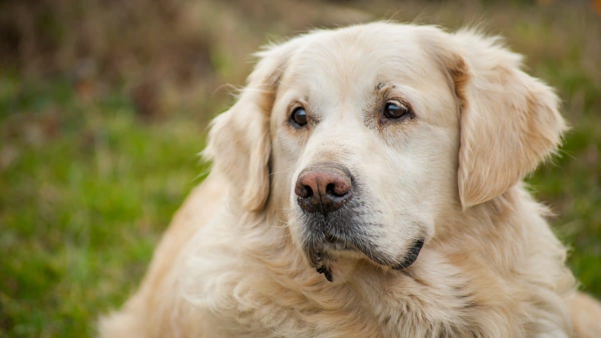 Leiche von vermisstem Wanderer nach zwei Wochen entdeckt: Hund blieb an seiner Seite