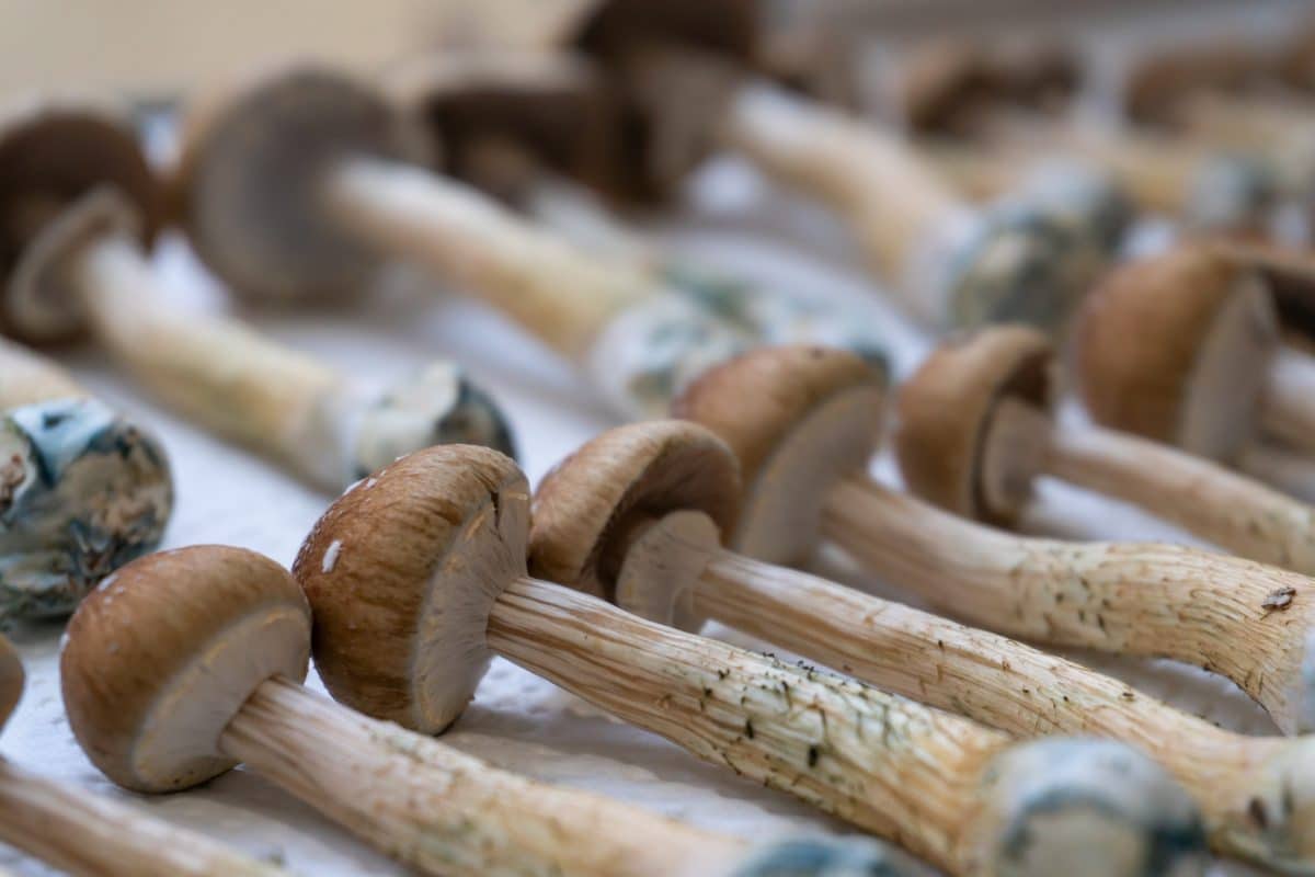 Neue Studie: Magic Mushrooms helfen gegen Depressionen