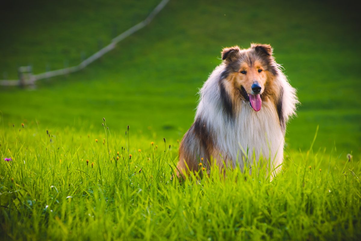 Mann gibt mehr als 15.000 Dollar aus, um wie ein Hund auszusehen