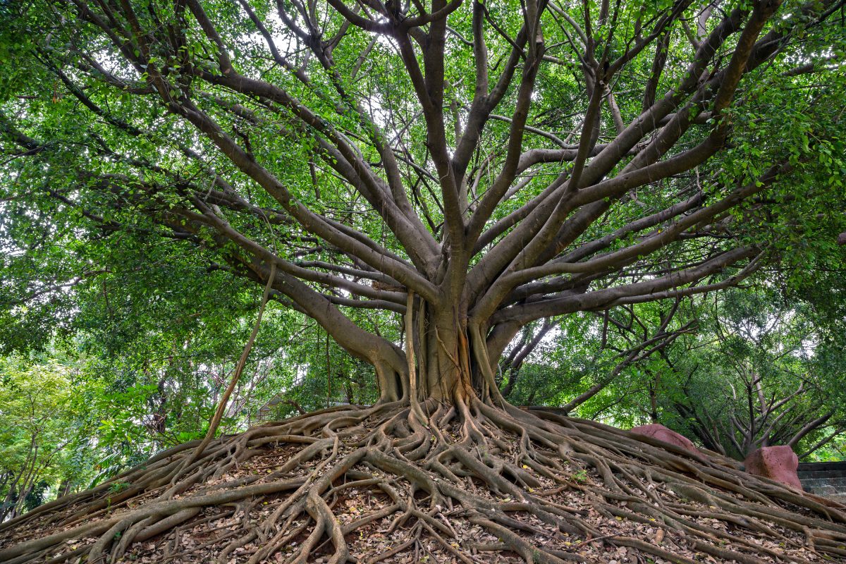 Nacktshooting unter heiligem Baum: Influencerin wird aus Bali abgeschoben