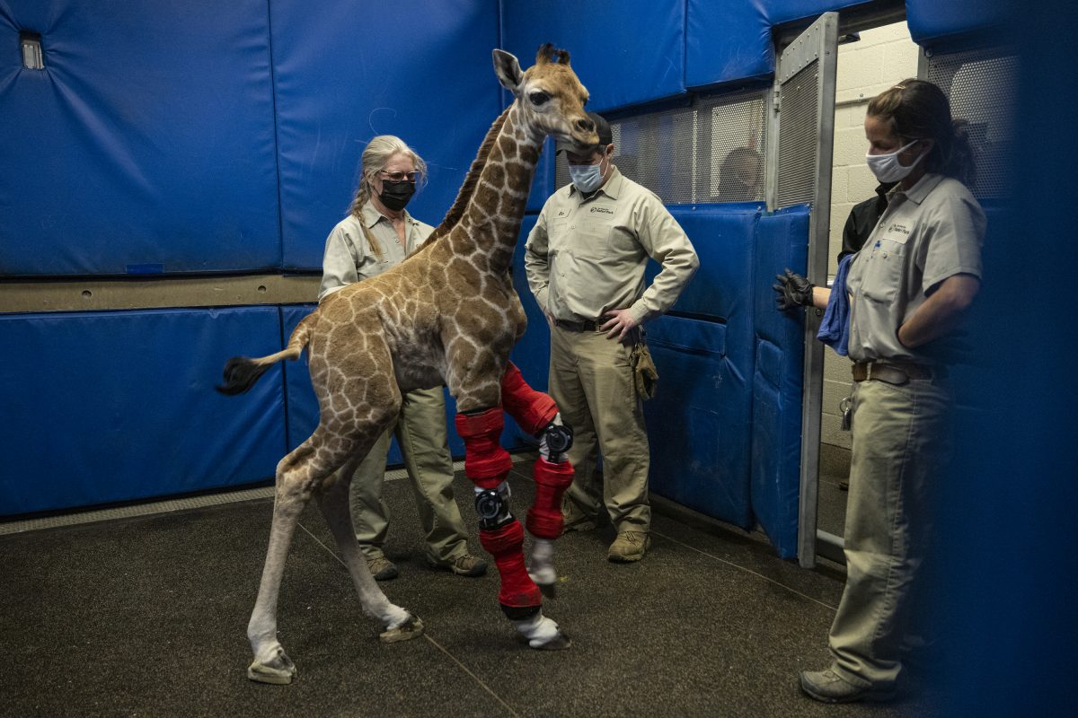 Mediziner rettet Giraffen-Baby das Leben und bricht vor Rührung in Tränen aus