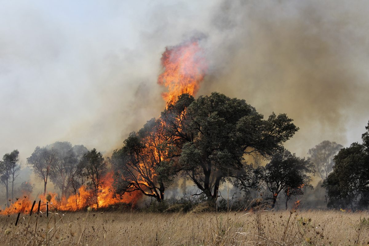 TikTokerin legt Waldbrand für mehr Follower, dann klickten die Handschellen