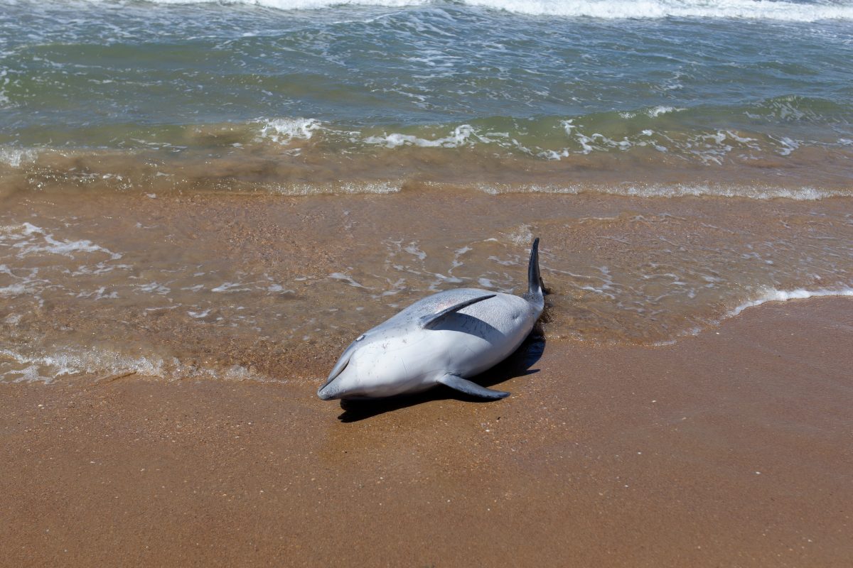 39 tote Delfine an mexikanische Küste geschwemmt