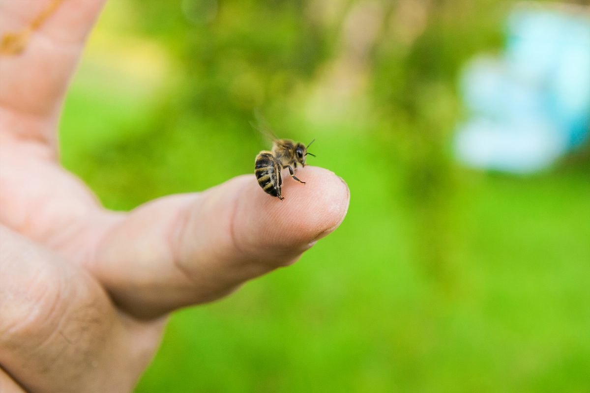 Bienenstich: Diese 10 Hausmittel helfen