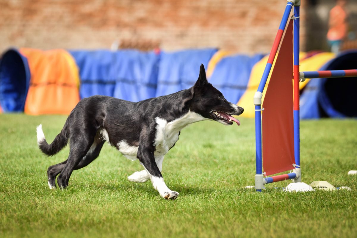 US-Hundewettbewerb: Das ist der hässlichste Hund der Welt