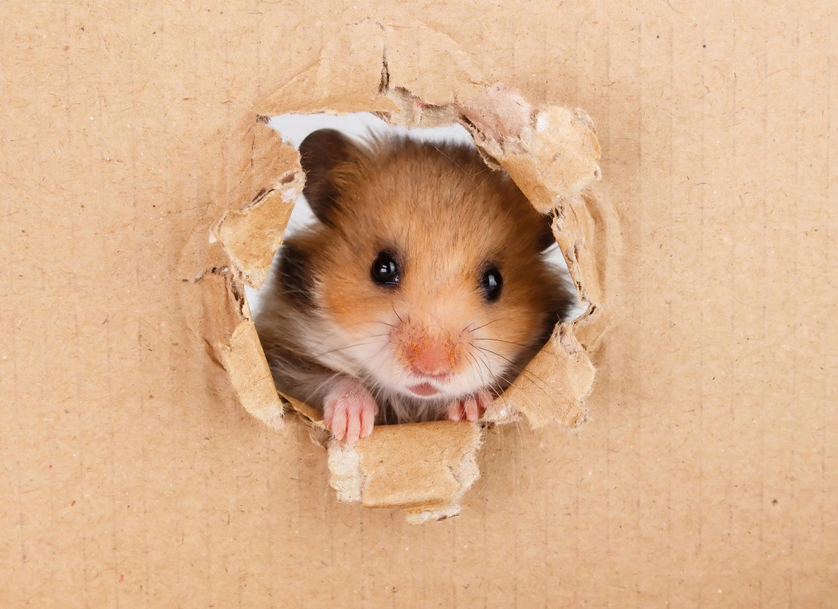 Eine japanische Firma hat einen Hamster mit einem Ballon in die Stratosphäre geschickt – und wir fragen uns, warum?